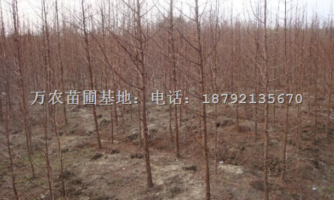 巢湖水杉批发、水杉价格、安徽水杉 