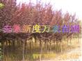 安徽红叶李特价|安徽红叶李批发|巢湖供应红叶李