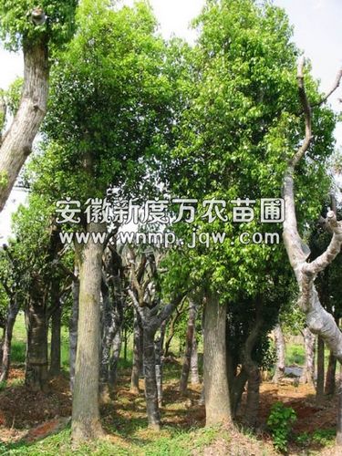 长期出售安徽香樟-安徽香樟树出售-安徽香樟树基地直销