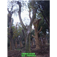 安徽朴树|优质朴树|**安徽朴树价格信息 