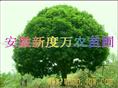 供应安徽桂花价格|安徽桂花批发|巢湖供应桂花 