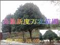 安徽桂花批发|巢湖供应桂花|桂花 