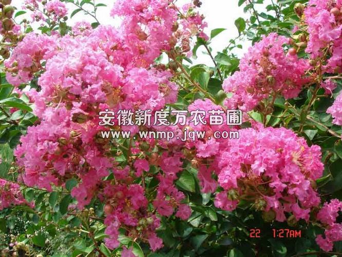 供应安徽优质紫薇-安徽紫薇|紫薇|安徽紫薇供应商|安徽紫薇基地