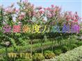 供应安徽紫薇价格|安徽紫薇批发|巢湖供应紫薇-安徽新度万农苗圃