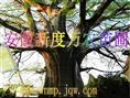 安徽朴树价格|安徽朴树批发|巢湖供应朴树-安徽新度万农苗圃