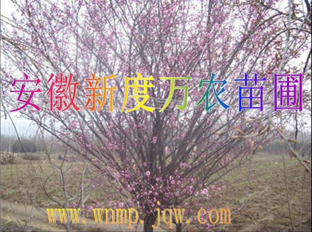 安徽红叶李价格|安徽红叶李批发|巢湖供应红叶李