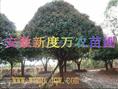 供应安徽桂花价格|安徽桂花批发|桂花|-安徽新度万农苗圃 