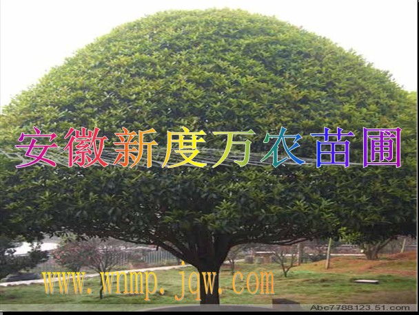 供应安徽桂花|供应桂花批发|巢湖供应桂花-安徽新度万农苗圃 