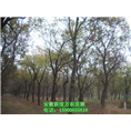 安徽榔榆供应_巢湖榔榆供应_榔榆树哪里有 
