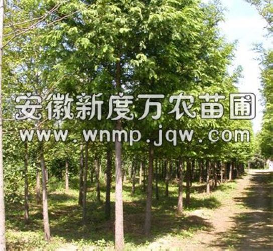 安徽水杉价格-安徽水杉供应商|安徽水杉 