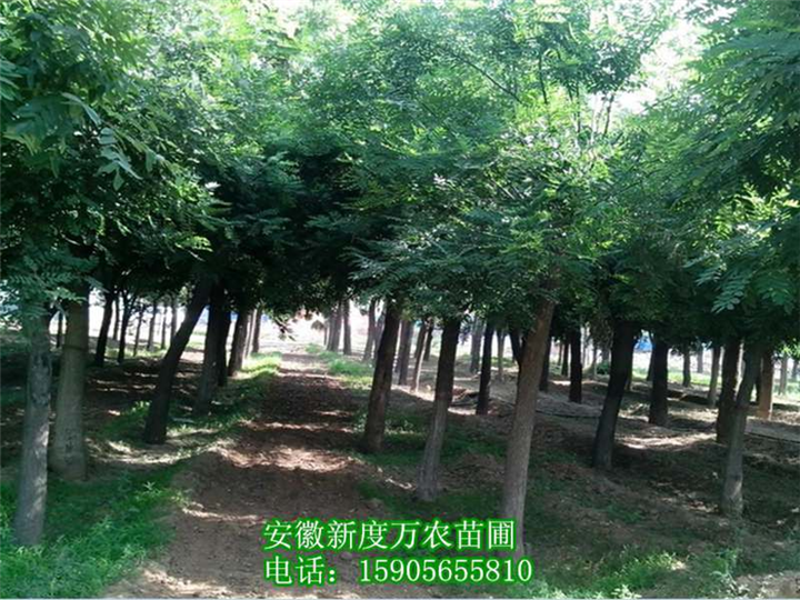 批发大量槐树|安徽槐树价格|安徽槐树基地 