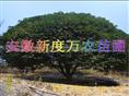 安徽桂花价格|安徽桂花批发|巢湖供应桂花 