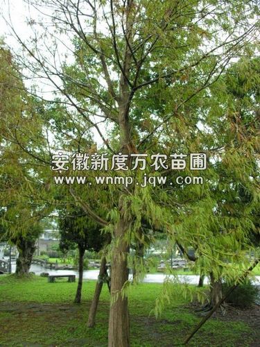 安徽水杉供应商-安徽水杉出售|安徽水杉|安徽水杉基地直销|