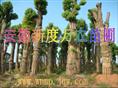 安徽香樟价格|安徽香樟批发|巢湖供应香樟-安徽新度万农苗圃