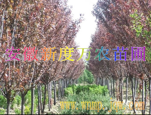 供应安徽红叶李价格|安徽红叶李批发|供应红叶李