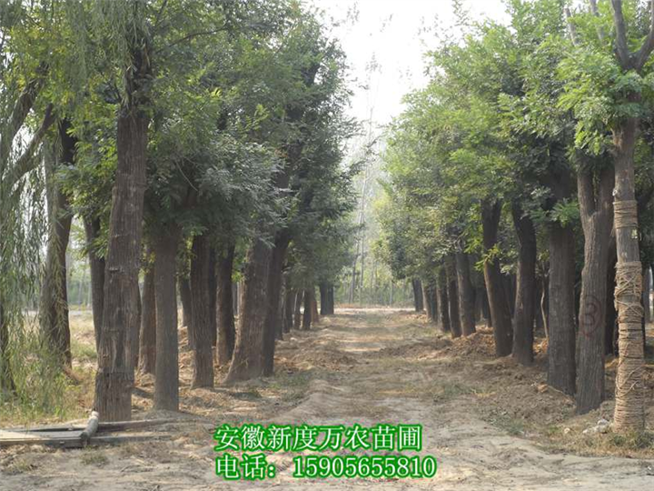 供应大量槐树|安徽槐树种植|安徽槐树批发 
