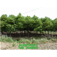 大量供应香樟@安徽香樟树@安徽合肥香樟树 