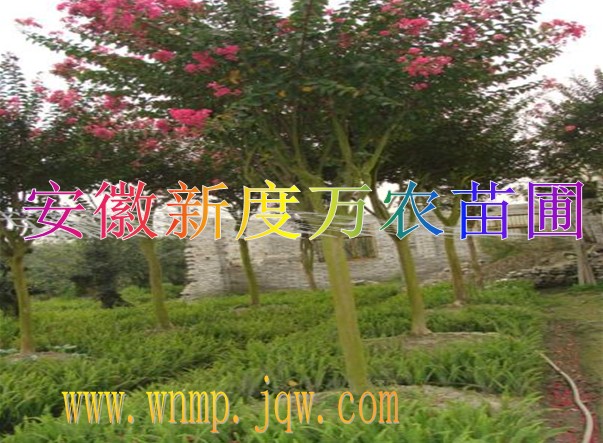 供应安徽紫薇批发|巢湖供应紫薇-安徽新度万农苗圃