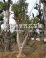 紫薇（图）|安徽巢湖紫薇供应基地-安徽紫薇批发|出售紫薇|