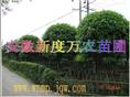 供应桂花|安徽桂花批发|巢湖供应桂花-安徽新度万农苗圃 
