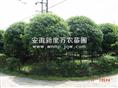 供应安徽桂花-巢湖桂花销售基地-出售安徽优质桂花树|