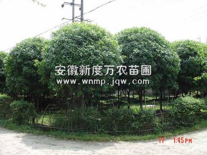 供应安徽桂花-巢湖桂花销售基地-出售安徽优质桂花树|