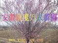 安徽红叶李价格|安徽红叶李批发|巢湖供应红叶李