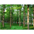 哪里有优质水杉树苗卖？安徽水杉供应基地 