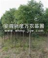 香樟树苗-安徽香樟树苗|**香樟树苗安徽报价-安徽香樟树苗基地