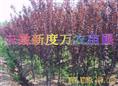 安徽红叶李价格|安徽红叶李批发|巢湖供应红叶李