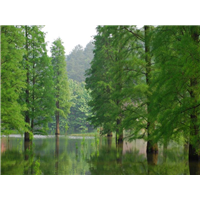 安徽水杉出售@批发大量水杉@安徽巢湖水杉种植基地 