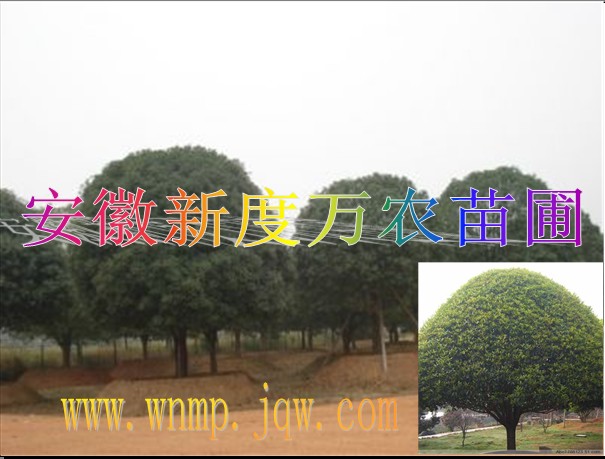 安徽供应桂花价格|安徽桂花批发|巢湖供应桂花 