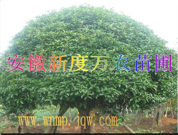 安徽桂花价格|供应安徽桂花批发|巢湖供应桂花 