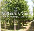 安徽水杉价格-安徽水杉供应商|安徽水杉 