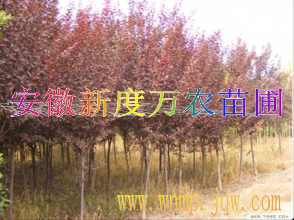 安徽红叶李特价|安徽红叶李批发|巢湖供应红叶李