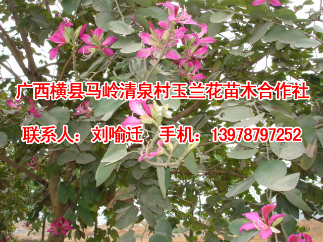 广西羊蹄甲|广西羊蹄甲供应