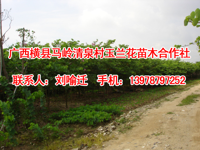 广西洋紫荆/广西洋紫荆供应