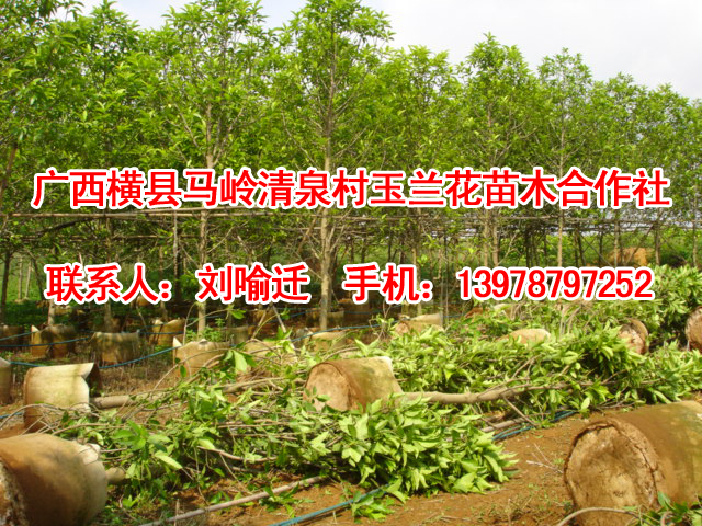 重庆白玉兰|昆明白玉兰|云南白玉兰 