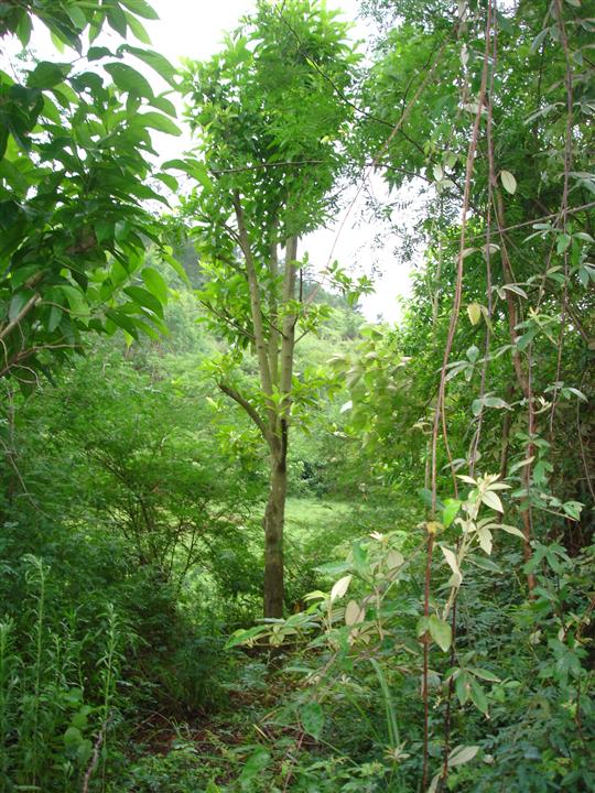 金泉网知道：广西白玉兰价格☆广西白玉兰苗木→广西白玉兰基地→●●02