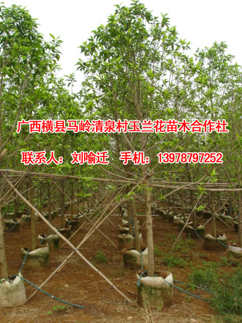 重庆白玉兰|四川白玉兰|广西白玉兰 