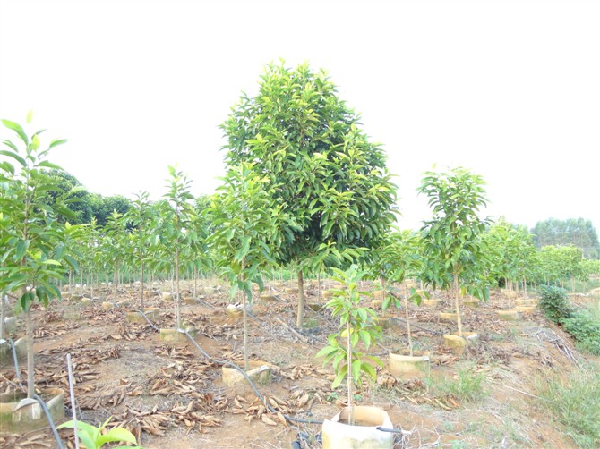 供应各种规格黄角兰|优质黄角兰价格|盆栽黄角兰|黄角兰基地
