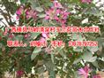 广西羊蹄甲|广西羊蹄甲供应