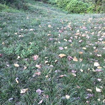 安徽草坪-麦冬草草坪草皮 