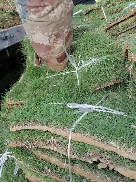 皖东草坪基地安徽草坪黑麦草草坪 