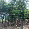 安徽草坪基地-供应朴树 