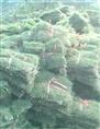 安徽草坪基地-皖东绿化草坪1 