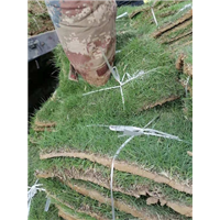 皖东草坪基地安徽草坪黑麦草草坪 