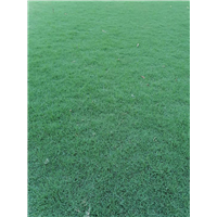 安徽草坪基地
