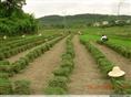 安徽草坪基地-马尼拉草坪供应 