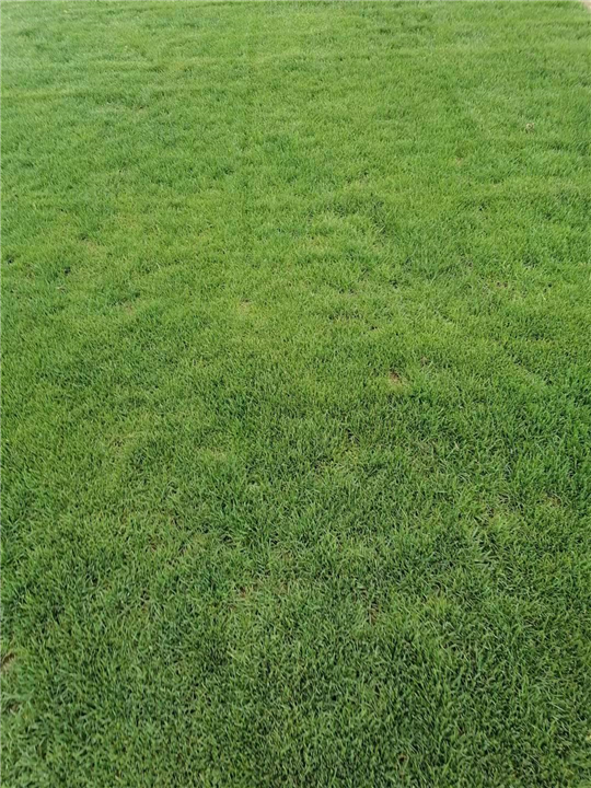 安徽草坪基地